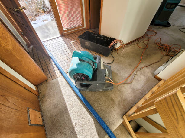 Best Flood restoration services  in Sunny Isles Beach, FL