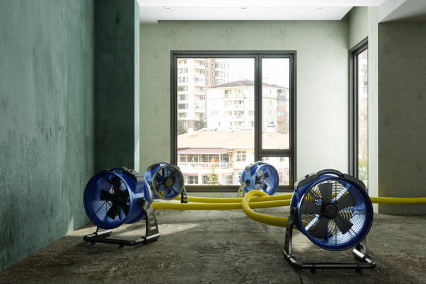Best Professional water damage repair  in Sunny Isles Beach, FL
